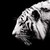 :iconjch73: