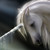 :iconjdhorse: