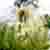 :iconjeana-marie:
