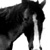 :iconJedi-Night: