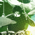 :iconjedininjax7: