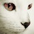 :iconjeepcat: