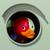 :iconjef-safi: