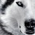 :iconjeka1196: