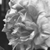 :iconjellifluous: