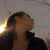 :iconjelligummi: