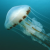 :iconjelly-fishplz: