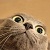 :iconjellycowofdewm: