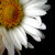 :iconJen-C-Photography: