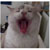 :iconjenfos: