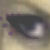 :iconjennalyce: