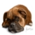 :iconjenni-rose: