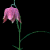 :iconjennydesigned: