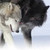 :iconjennymwwolf: