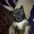 :iconjenthewarrior: