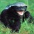 :iconjerkell: