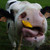 :iconjerry-the-pig: