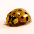 :iconjerrymorsephotograph: