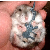 :iconjerstad: