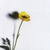 :iconjessakins: