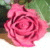 :iconjessicag45: