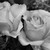 :iconjessie-kim: