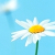 :iconjessiebearxd: