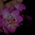 :iconjessus: