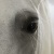 :iconjessymustang:
