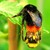 :iconjest-lily-cinnamon: