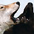 JetBlackFox :iconjetblackfox: