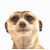 :iconjetiro: