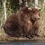 :iconjewbear8d: