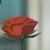 :iconjhlucario: