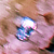 :iconjiggingpigwearsawig: