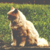:iconjii-jo: