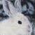 :iconJillianimal: