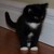 :iconjillneko: