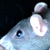 :iconJimmyct: