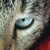 :iconjimmyhopkins: