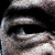 :iconjimtoonx:
