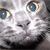 :iconjinetik: