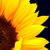 :iconjingel0v3: