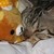 :iconjingokat-blizzard: