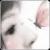 :iconjinju-angelicx:
