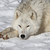 :iconjinkxthewolf: