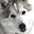 :iconjinnbabies: