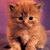 :iconjinxcat470:
