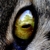:iconjirel: