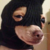 :iconjiunik: